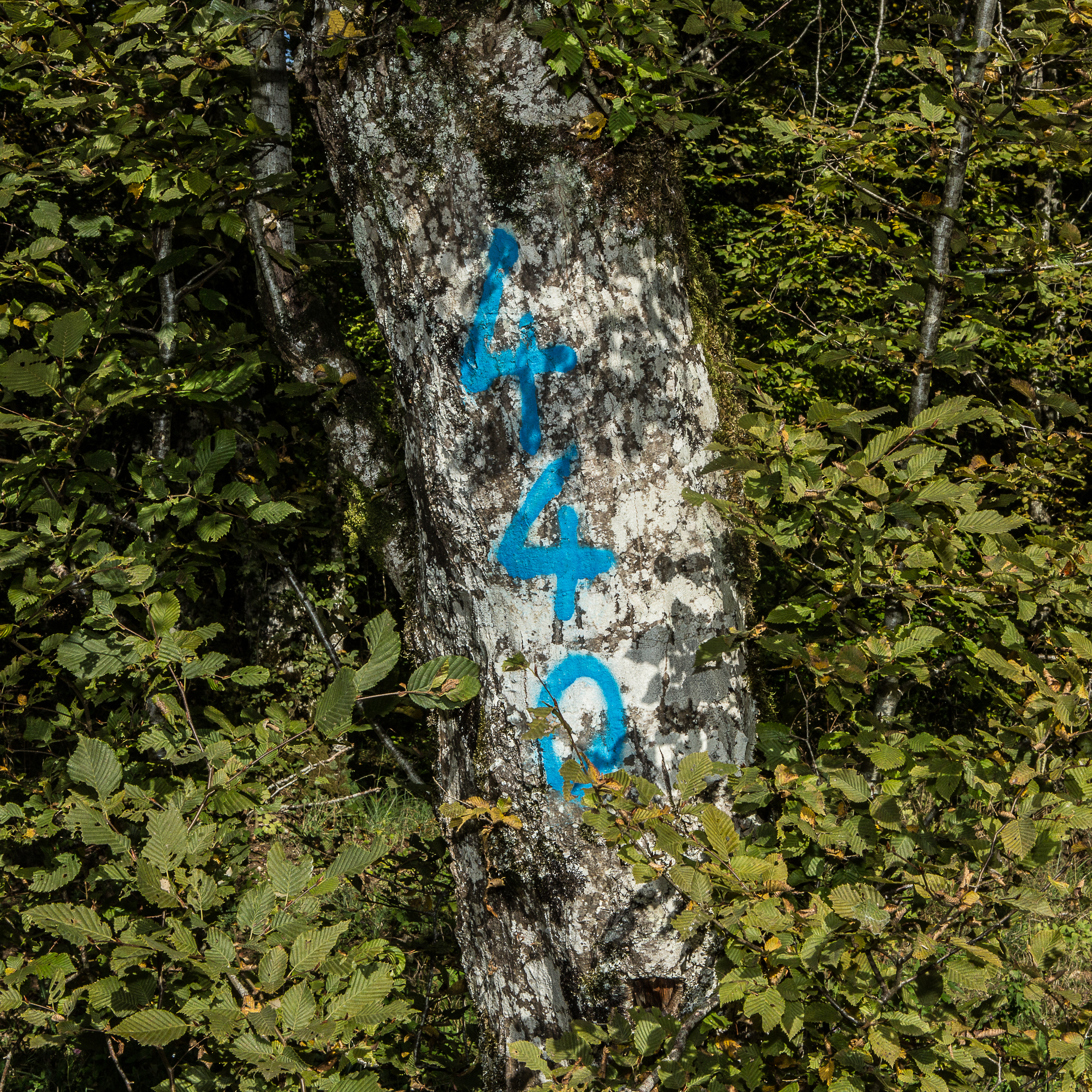 Forêt domaniale de Châtillon-sur-Seine @ claire Jachymiak